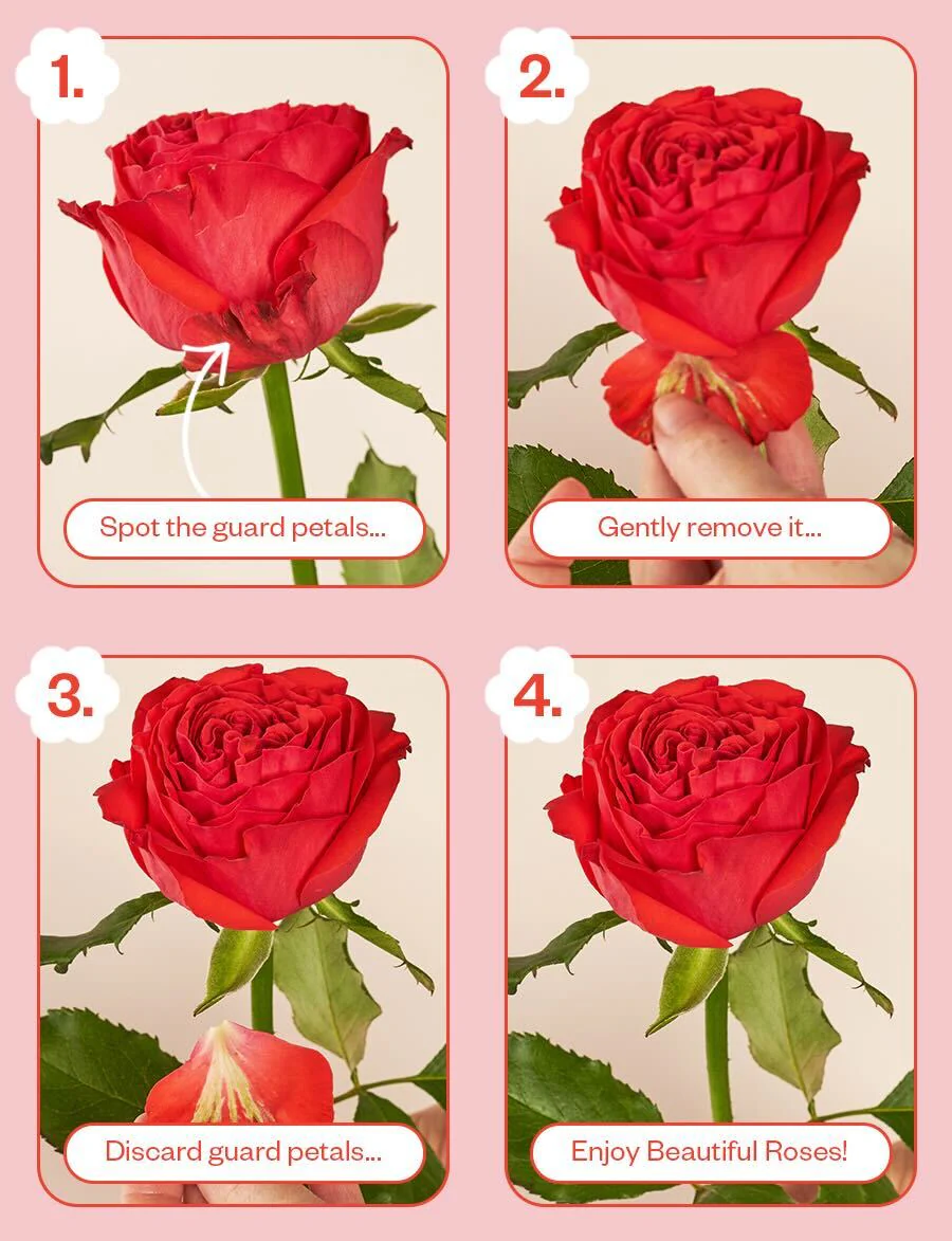 A Dozen Mixed Roses - Image 3