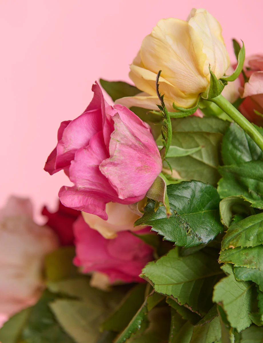 A Dozen Mixed Roses - Image 4