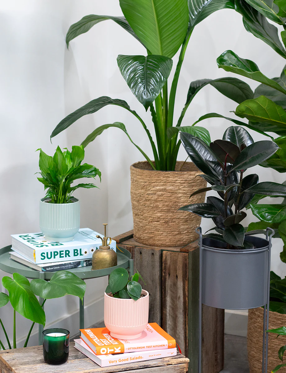 Ficus Elastica - Rubber Plant - Image 4