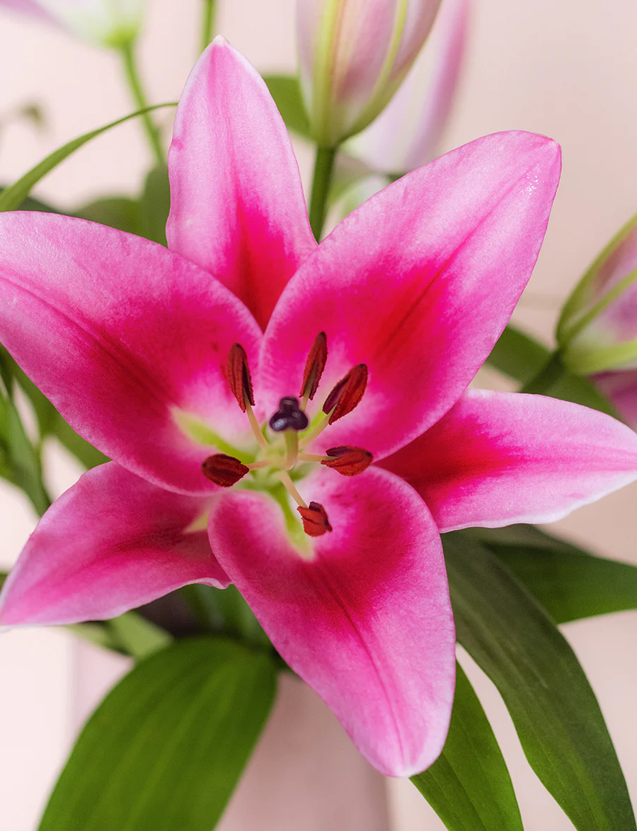 Oriental Lilies + a vase! - Image 3