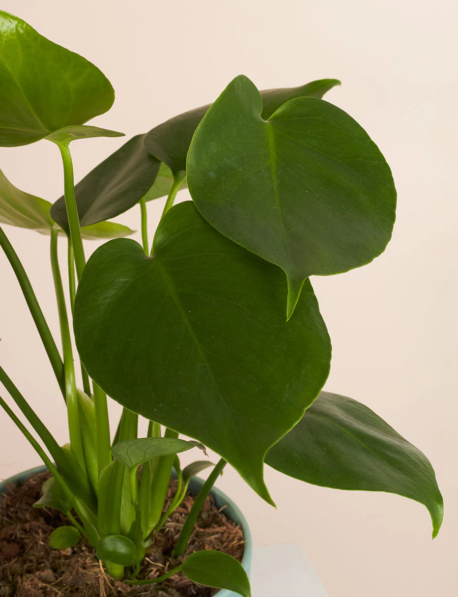 Monstera + a Green Pot - Image 3