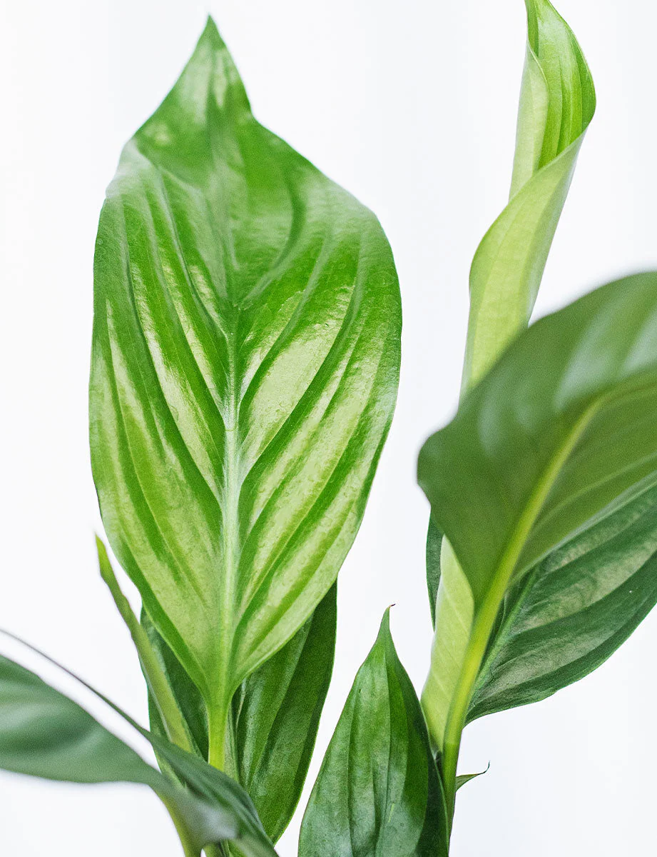 Peace Lily + a Green Pot - Image 3