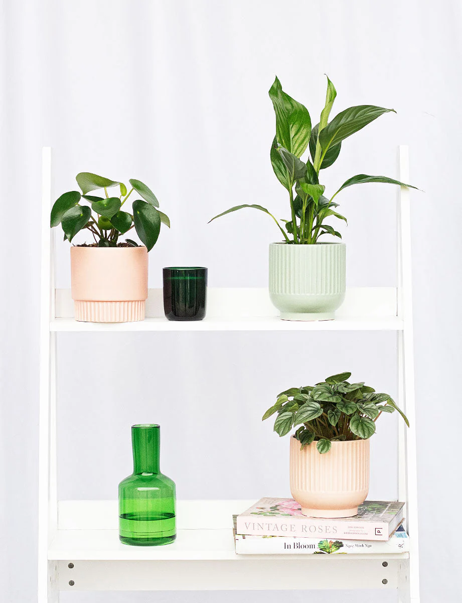 Peace Lily + a Green Pot - Image 7