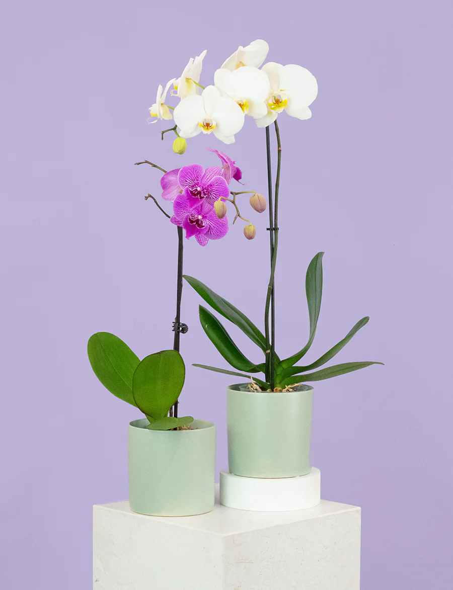 Phalaenopsis Orchid + a Green Pot