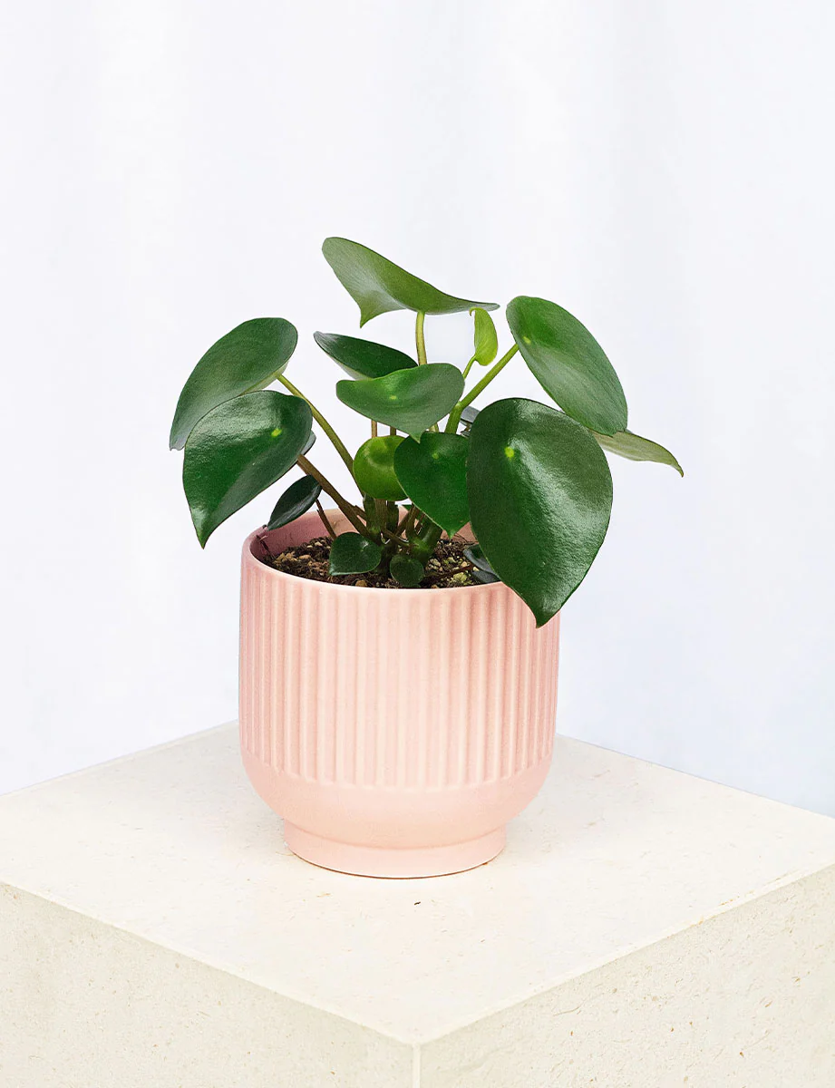 Raindrop + a Pink Pot