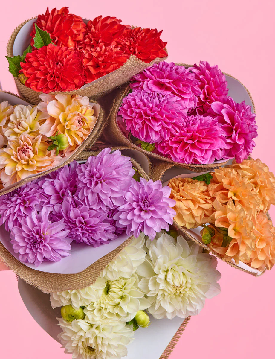 Sweet Splits Bundle with Dahlias - Image 5